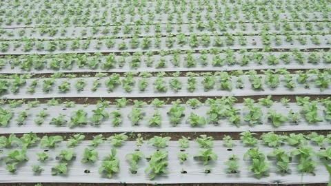 Green vegetables pattern on a farmland crop plantation fertile soil Stock Footage 232490805