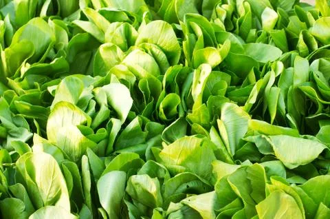 Green vegetables Stock Photos