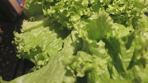 Green vegetables in your diet Stock Footage 70540897