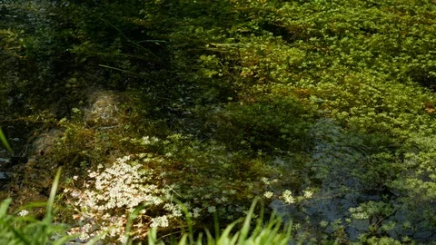 Green vegetation and clear clean water 库存影片 89935940