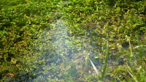 Green vegetation and clear clean water 스톡 동영상 89936649