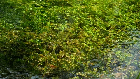 Green vegetation and clear clean water 스톡 동영상 89937016