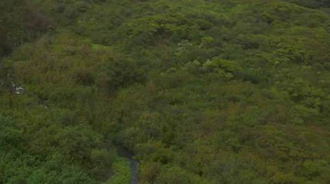 Green Vegetation and a River Stock Footage 51472567