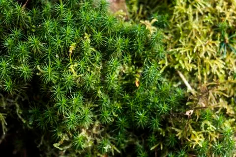 Green vegetation background Foto stock