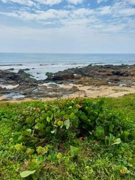 Green vegetation on the beachfront Stock Photos