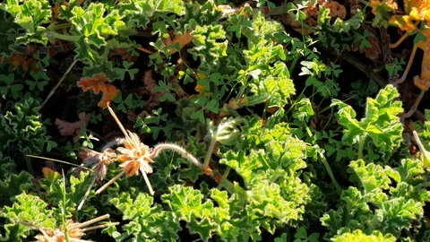 Green vegetation blowing in the wind Stock Footage 108774051
