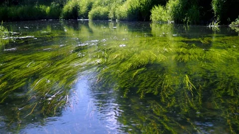 Green vegetation at the bottom of the river. calm current. peace. reflection of Stock Footage 170823120