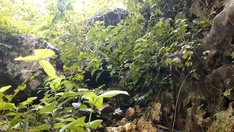 Green Vegetation on the Cliff Slope Stock Footage 328915801