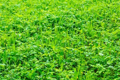 Green vegetation closeup Stock Photos