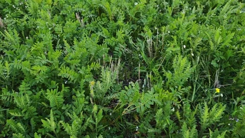 Green vegetation covering the ground in multiple views Stockbeeldmateriaal 311335970