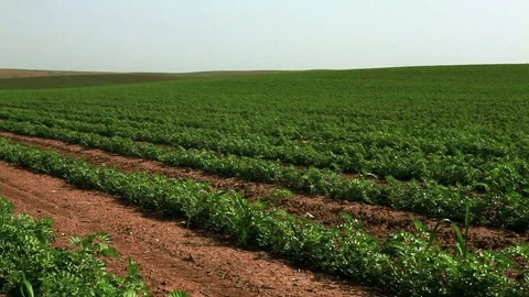 Green vegetation in desert field Stock Footage 74073629