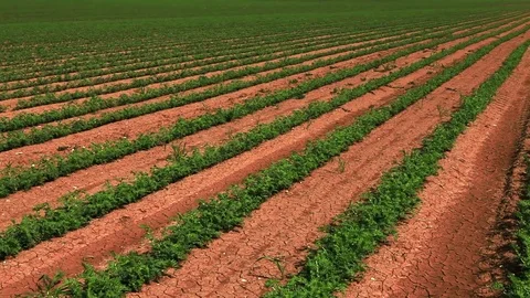 Green vegetation in desert field Stock Footage 74073634