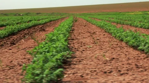 Green vegetation in desert field Stock Footage 74073638