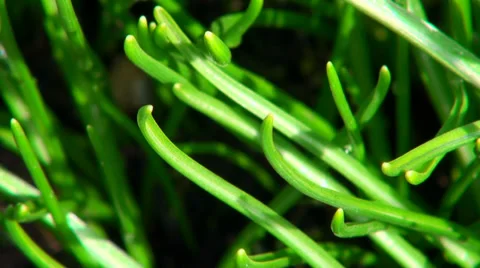 Green vegetation Vídeos de archivo 37970970