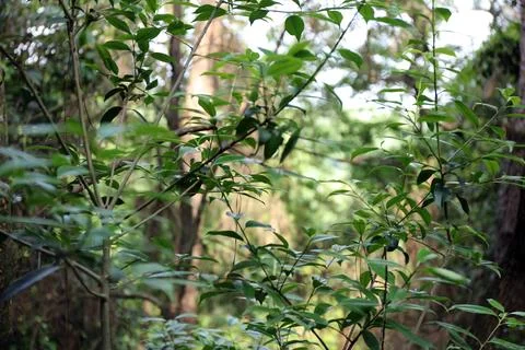 The green vegetation in the forest Stock-Fotos