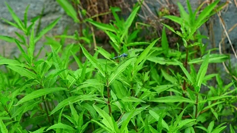 Green vegetation that grows well in its natural habitat Stock Footage 284003872