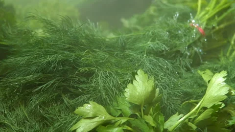 Green vegetation on the misty counter. Stock Footage 91300161