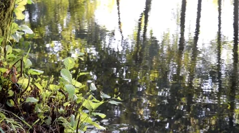 Green vegetation moving in the wind on river. Vídeo Stock 48782465