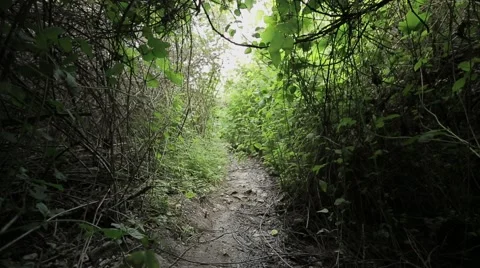 Green vegetation with a pathway Stock Footage 43855816