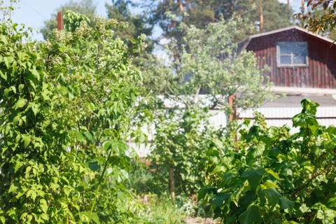 Green vegetation Stock Photos