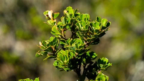 Green vegetation Stock Photos