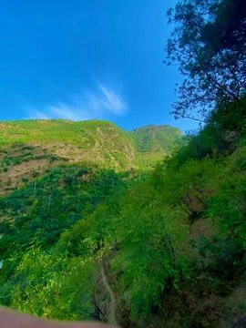 The green vegetation Stock Photos