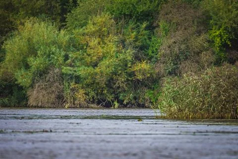 Green vegetation in the Pregolya river Foto stock