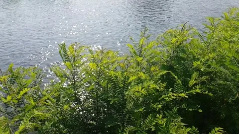 Green vegetation by the river Stock Footage 249257025