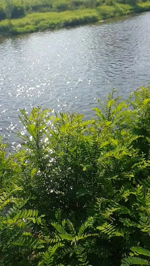 Green vegetation by the river Stock Footage 249257027
