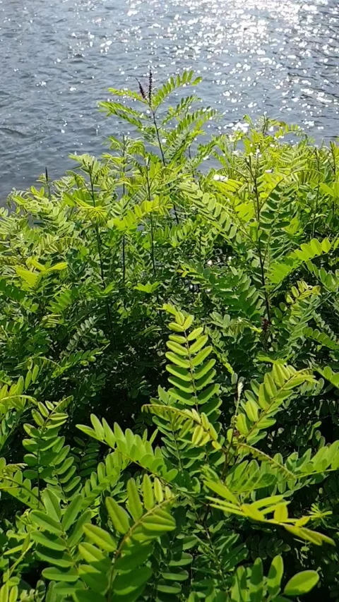 Green vegetation by the river Video stock 249257093
