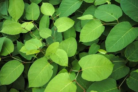 Green vegetation by the river 스톡 사진