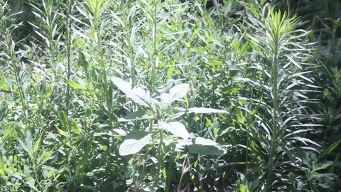 Green vegetation swaying in the wind Stock Footage 112144228