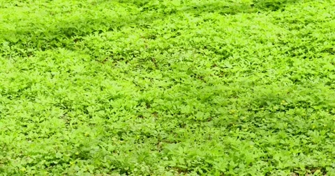 Green vegetation swaying in the wind Slow motion Stock Footage 153981683