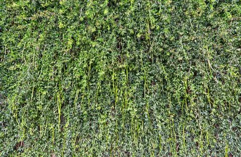 Green vegetation on a vertical wall Stock Photos