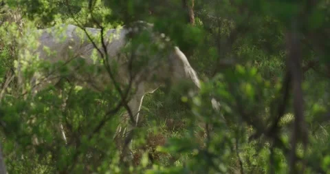Green Vegetation With White Hourse In Background Video stock 330151160