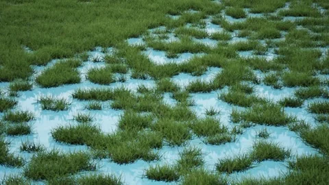Green vegetation. The wind moves the grass on land and underwater. Stock Footage 313467401