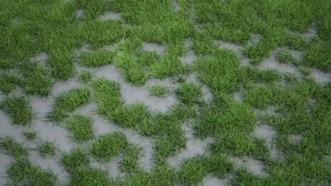 Green vegetation. The wind moves the grass on land and underwater. Stock Footage 313467403