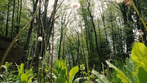 Green vegetation in the woods Stock Footage 82412017