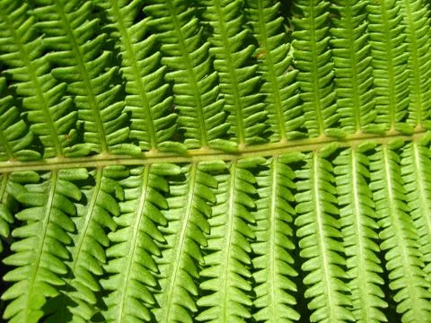 Green vegetative background Stock Photos