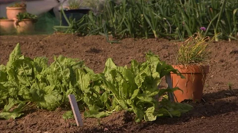 Green veggies under the sun Stock-Footage 86229058