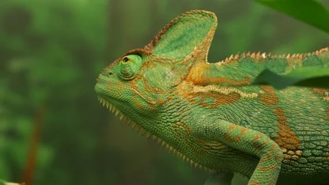 Green veiled chameleon lizard Vidéo 134524583
