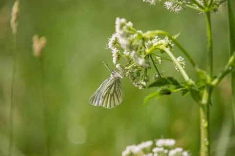 Green-veined White Stock Photos