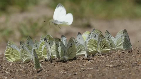 Green-veined white (Pieris napi) sucking on the ground. Stock Footage 134544655