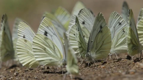 Green-veined white (Pieris napi) sucking. Stock Footage 134545848