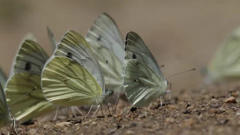 Green-veined white (Pieris napi) on the ground. Stock Footage 134546533