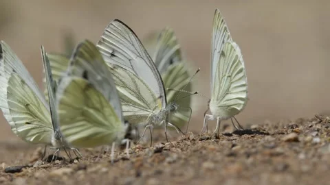 Green-veined white (Pieris napi) sucks. Stock Footage 134547211