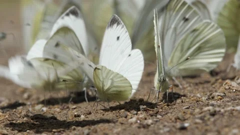 Green-veined white (Pieris napi) sucks on the ground. Stock Footage 134547698