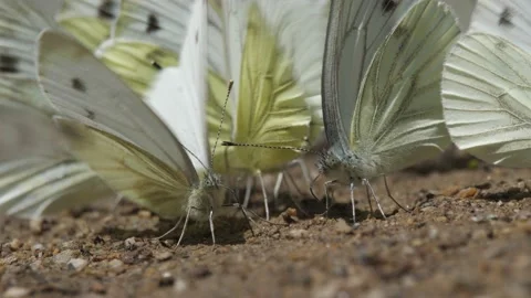 Green-veined white (Pieris napi) sucking watter. Stock Footage 134548344