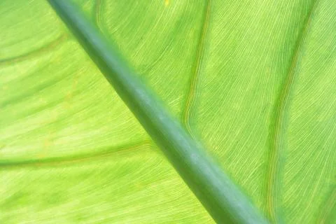 Green Veins of Leaf with Stem Stock Photos