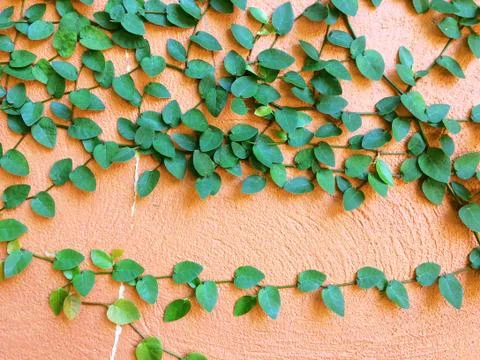 Green Velcro tree on old rose cement wall. Stock Photos